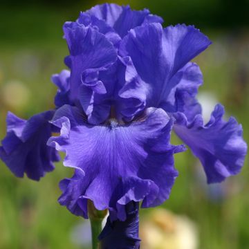 Iris germanica Yaquina Blue - Giaggiolo paonazzo