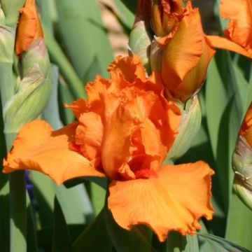 Iris germanica Poil De Carotte - Giaggiolo paonazzo