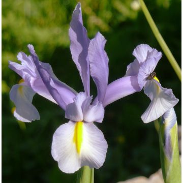 Iris hollandica King Mauve - Iris olandesi