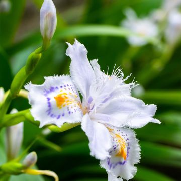 Iris japonica - Giaggiolo giapponese