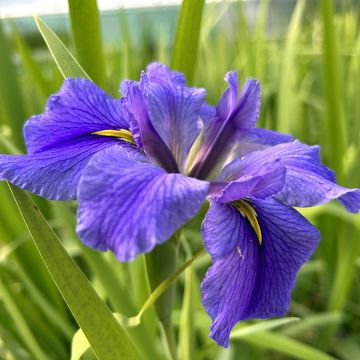 Iris laevigata Latour Marliac - Iris giapponese