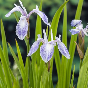 Iris laevigata Mottled Beauty - Iris giapponese