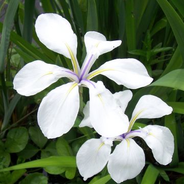 Iris laevigata Snowdrift - Iris giapponese