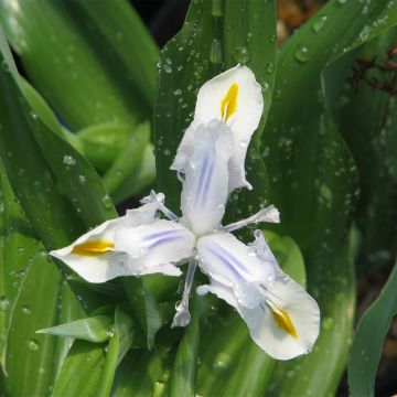 Iris magnifica alba - Giaggiolo