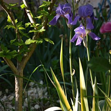 Iris pallida Variegata - Giaggiolo pallido