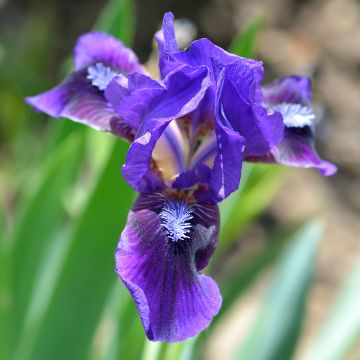 Iris pumila Brannigan - Giaggiolo