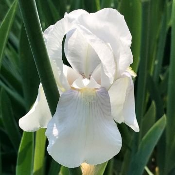 Iris pumila Bright White - Giaggiolo