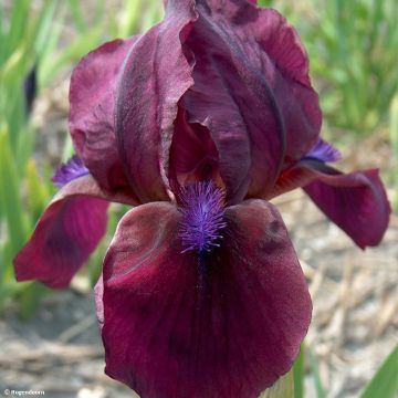 Iris pumila Cherry Garden - Giaggiolo