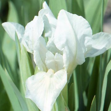 Iris pumila Crispy - Giaggiolo