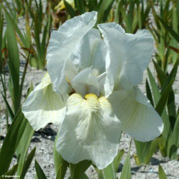 Iris pumila Dream Stuff - Giaggiolo