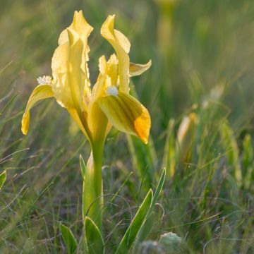 Iris pumila Yellow - Giaggiolo