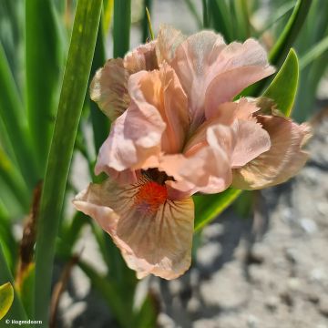 Iris pumila LA Ballet - Giaggiolo