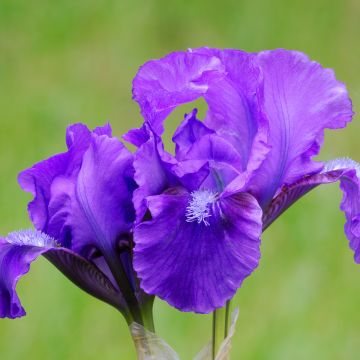 Iris pumila Smell The Roses - Giaggiolo