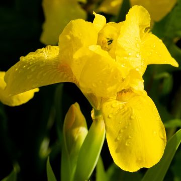 Iris pumila Brassie - Giaggiolo