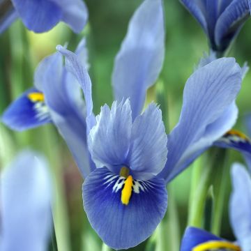 Iris reticulata Alida - Giaggiolo