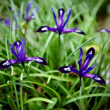 Iris reticulata Blue Note - Giaggiolo