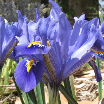 Iris reticulata Cantab - Giaggiolo