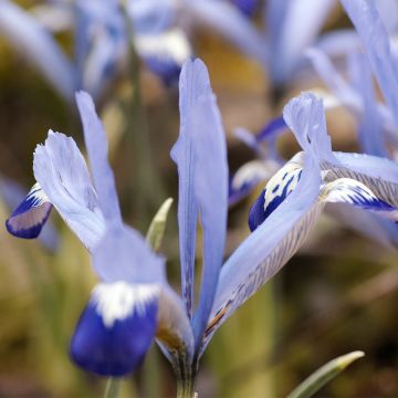 Iris reticulata Clairette - Giaggiolo