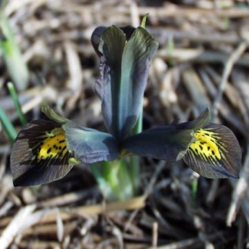 Iris reticulata Down to Earth - Giaggiolo