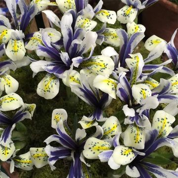 Iris reticulata Eyecatcher - Giaggiolo