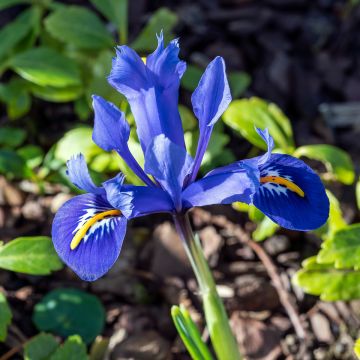 Iris reticulata Harmony - Giaggiolo