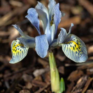 Iris reticulata Katharina Hodgkin - Giaggiolo