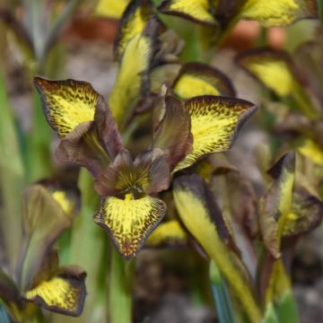 Iris reticulata Mars Landing - Giaggiolo