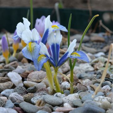 Iris reticulata Sea Breeze - Giaggiolo