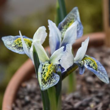 Iris reticulata Splish Splash - Giaggiolo