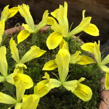 Iris reticulata Sunshine - Giaggiolo