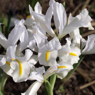 Iris reticulata White Caucasus - Giaggiolo