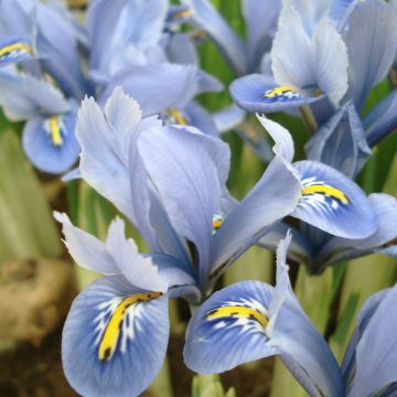 Iris reticulata Blue Planet - Giaggiolo