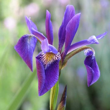 Iris robusta Dark Aura - Giaggiolo