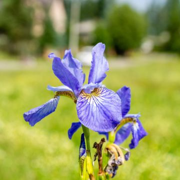 Iris sibirica Fran's gold - Giaggiolo siberiano