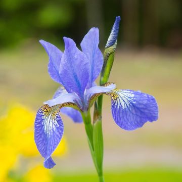 Iris sibirica Blue Moon - Giaggiolo siberiano