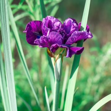 Iris sibirica Bundle of Joy - Giaggiolo siberiano