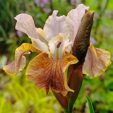 Iris sibirica Colonel Mustard - Giaggiolo siberiano