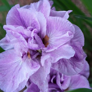 Iris sibirica Imperial Opal - Giaggiolo siberiano