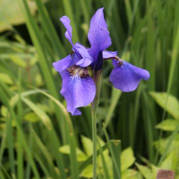 Iris sibirica Persimmon - Giaggiolo siberiano