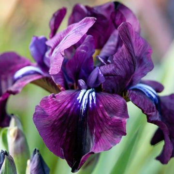 Iris sibirica Purplelicious - Giaggiolo siberiano