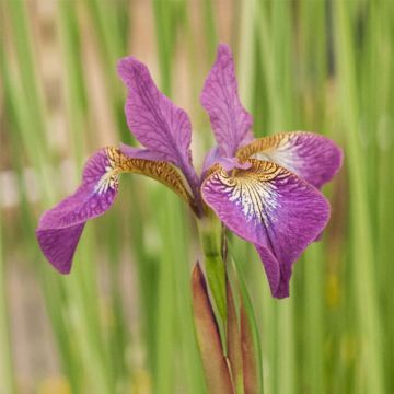 Iris sibirica Sparkling Rose - Giaggiolo siberiano