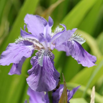 Iris tectorum - Giaggiolo dei tetti