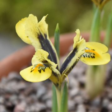 Iris reticulata Orange Glow - Giaggiolo