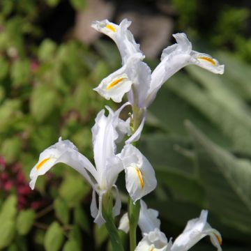 Iris magnifica - Giaggiolo