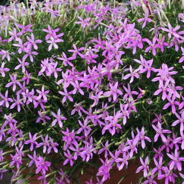 Isotoma Stella Pink