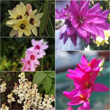 Ixia Mix