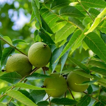 Juglans nigra - Noce nero