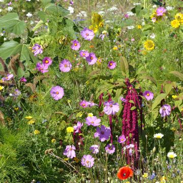 Prato di fiori per gli Uccelli - Origine Francia