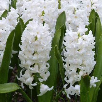 Giacinto Aiolos - Hyacinthus