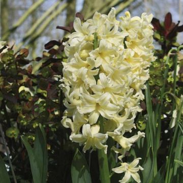 Giacinto City of Haarlem - Hyacinthus